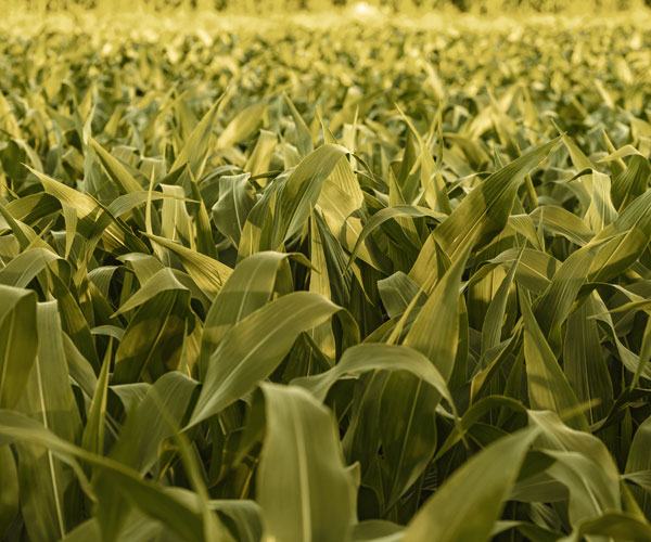 industry-agriculture